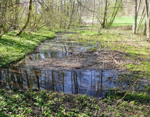 Tümpel in Stuttgart-Feuerbach.