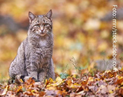 Eine Europäische Wildkatze im Herbstlaub. Foto: mrr/stock.adobe.com