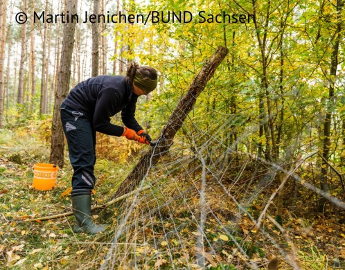 Aktive beim Zäune entfernen für die Wildkatze. Foto: Martin Jenichen/BUND Sachsen